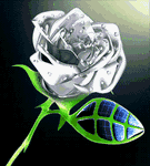 pic for A Rose  